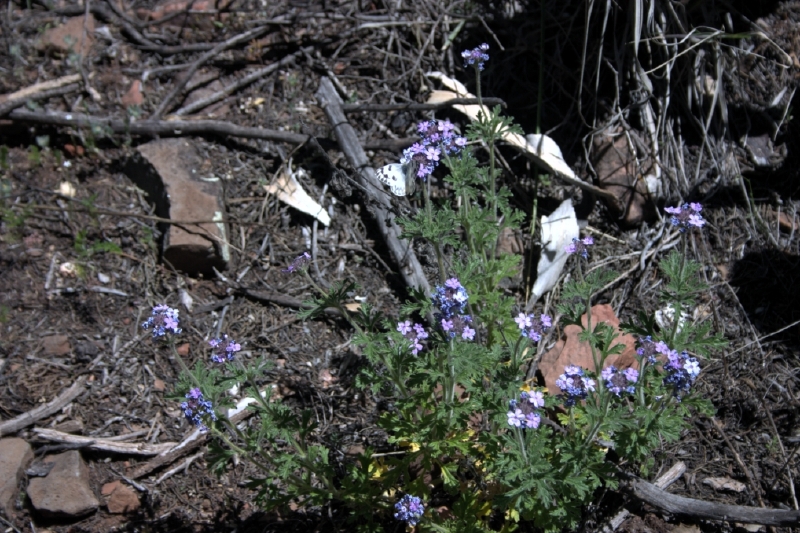 crw_2850.jpg