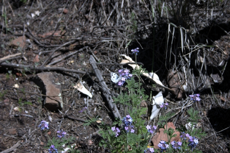 crw_2851.jpg