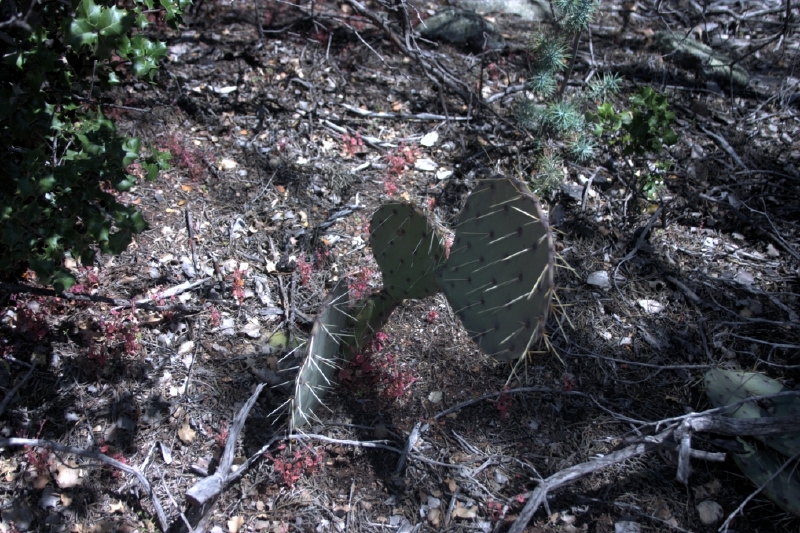 crw_2854.jpg