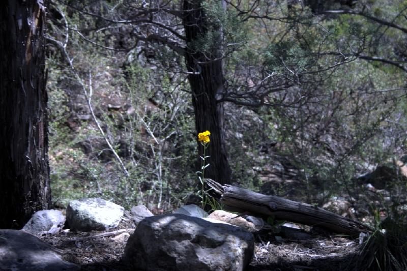 crw_2884.jpg