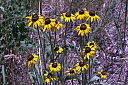crw_3196.jpg