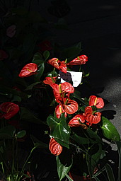 img_9343.jpg