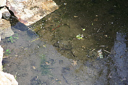 img_1209.jpg