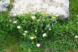 img_1254.jpg