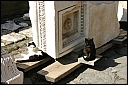 img_1252.jpg