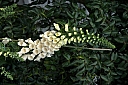 crw_3407.jpg