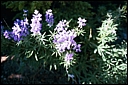 ROLL2DX-11.JPG