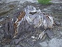 dscn7241.jpg