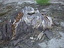 dscn7242.jpg