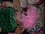 dscn0368.jpg