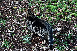 Click on thumbnail to enlarge img_0674_22-01-07_0959.jpeg